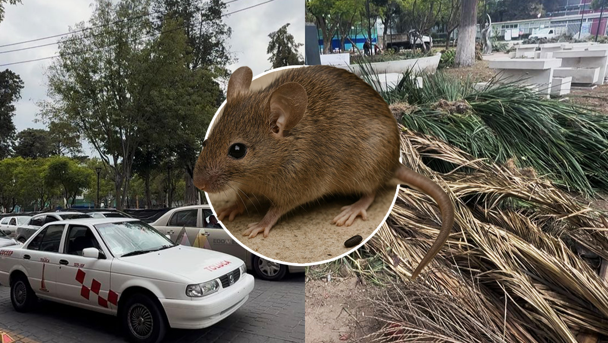 Plaga de 500 ratas en parque de Toluca: la prioridad es la limpieza y remodelación