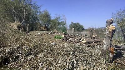 Pobladores de Zumpango denuncian tala de árboles en las inmediaciones de la laguna 