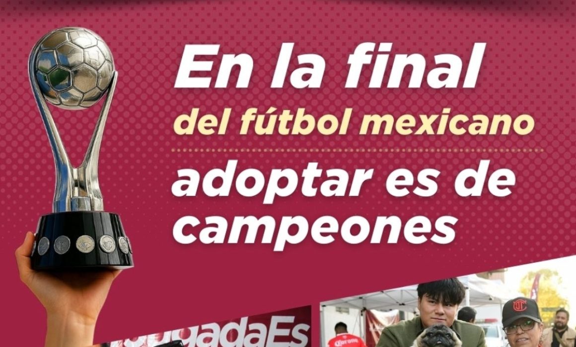 Pondrán en adopción a lomitos en el Toluca vs América