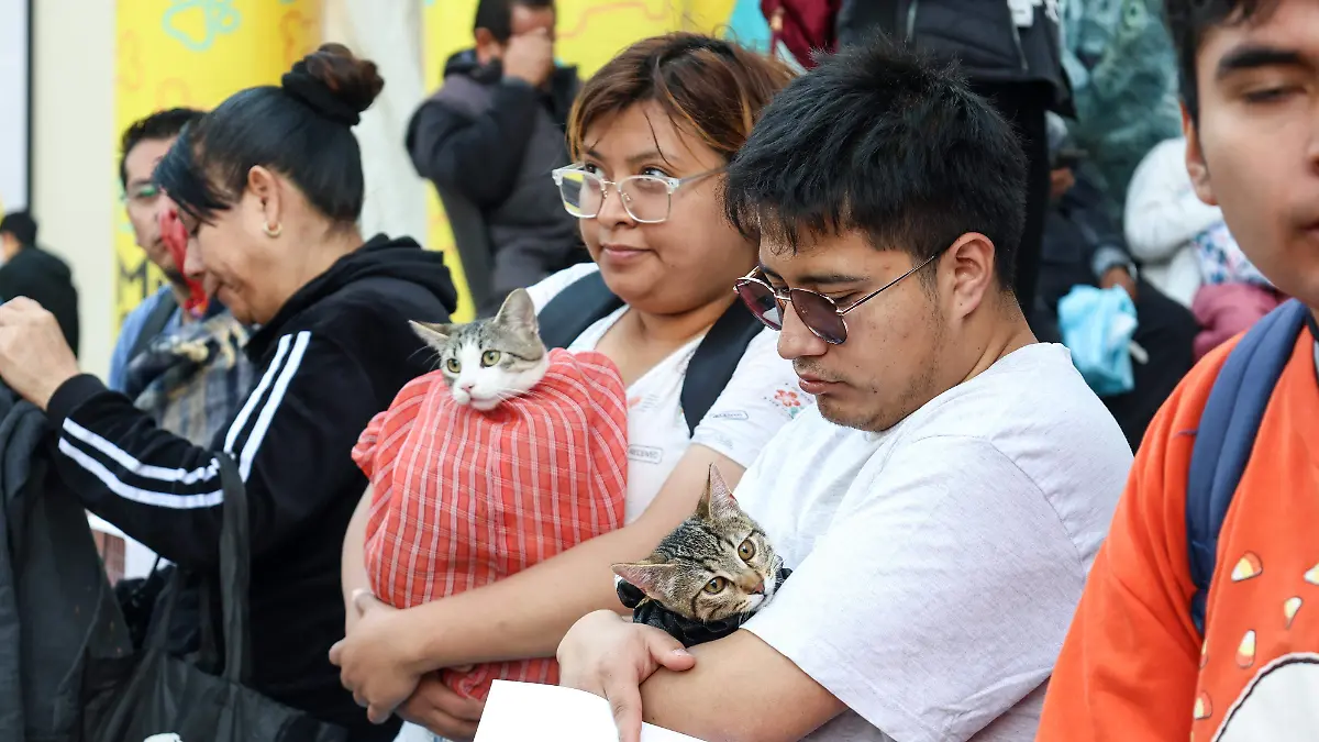 ¿Por qué Toluca prevé cerrar 2023 con 14,000 esterilizaciones de gatos? La tendencia que está cambiando la ciudad