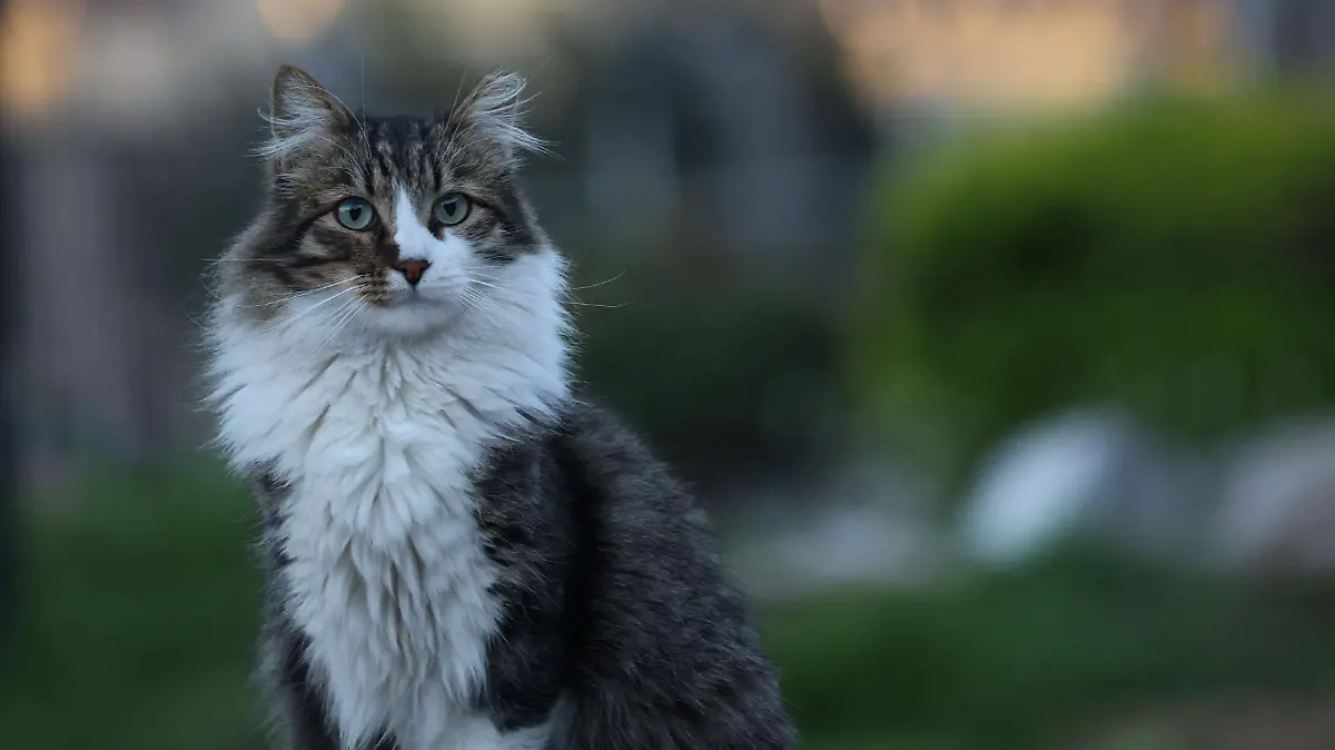 ¿Por qué los gatos prefieren a los cuidadores masculinos? La sorprendente ciencia detrás de su comunicación