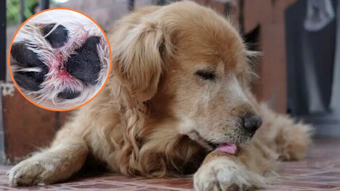 ¿Por qué los perros se lamen excesivamente sus patas? Causas, riesgos y cómo actuar