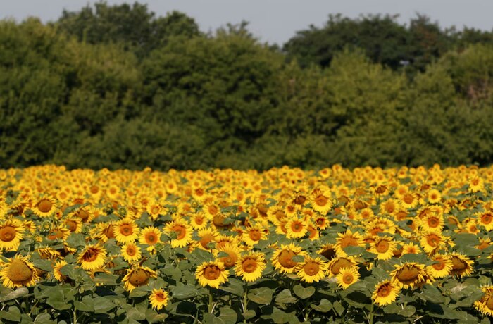 Precios internacionales del aceite de girasol permanecen firmes y siguen en alza