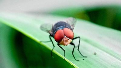 Primera muerte por gusano barrenador en Campeche y aumento de casos en Chiapas