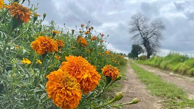 Productores de San Francisco Putla aceleran la cosecha de cempasúchil ante lluvias y demanda del Día de Muertos