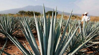 Productores de agave en Estado de México buscan fortalecer la certificación y posicionamiento internacional del destilado