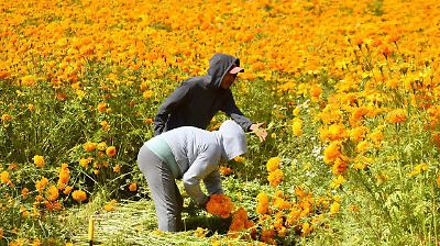 Productores de cempasúchil en Tenango enfrentan retrasos en cosecha por lluvias y riesgo para ventas del Día de Muertos