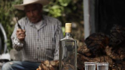Productores de mezcal en el Estado de México buscan certificación de origen en 2023