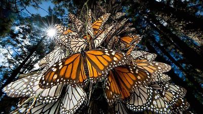 Proponen protección de hábitats temporales de la mariposa monarca para preservar su migración y biodiversidad en el Estado de México