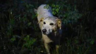 Protege a tus mascotas durante la temporada de lluvias: recomendaciones de Cepanaf para cuidar a lomitos y michis