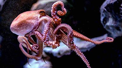 Pulpo maya: el inteligente y resistente animal marino endémico de la Península de Yucatán