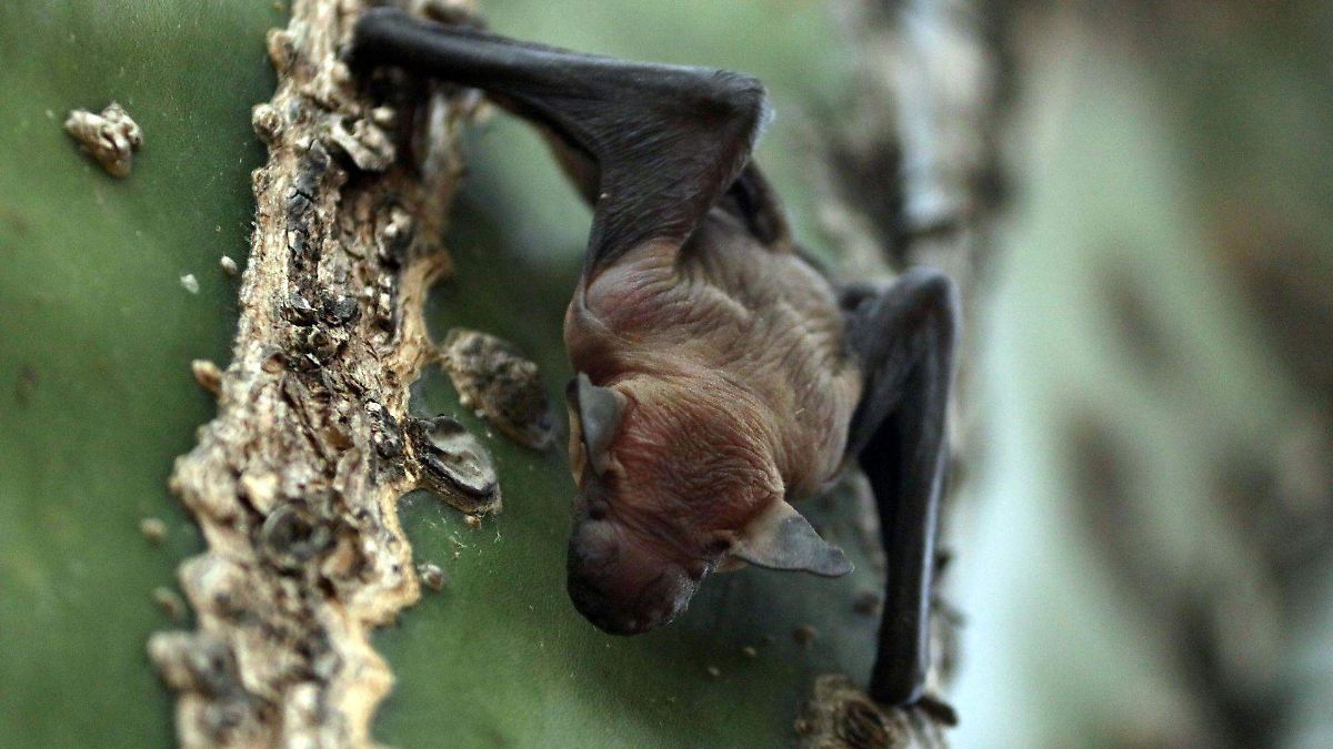 ¿Qué debes saber sobre los síntomas del virus Nipah y su alarmante regreso?