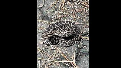 ¿Qué hacer si encuentras una serpiente en el parque?