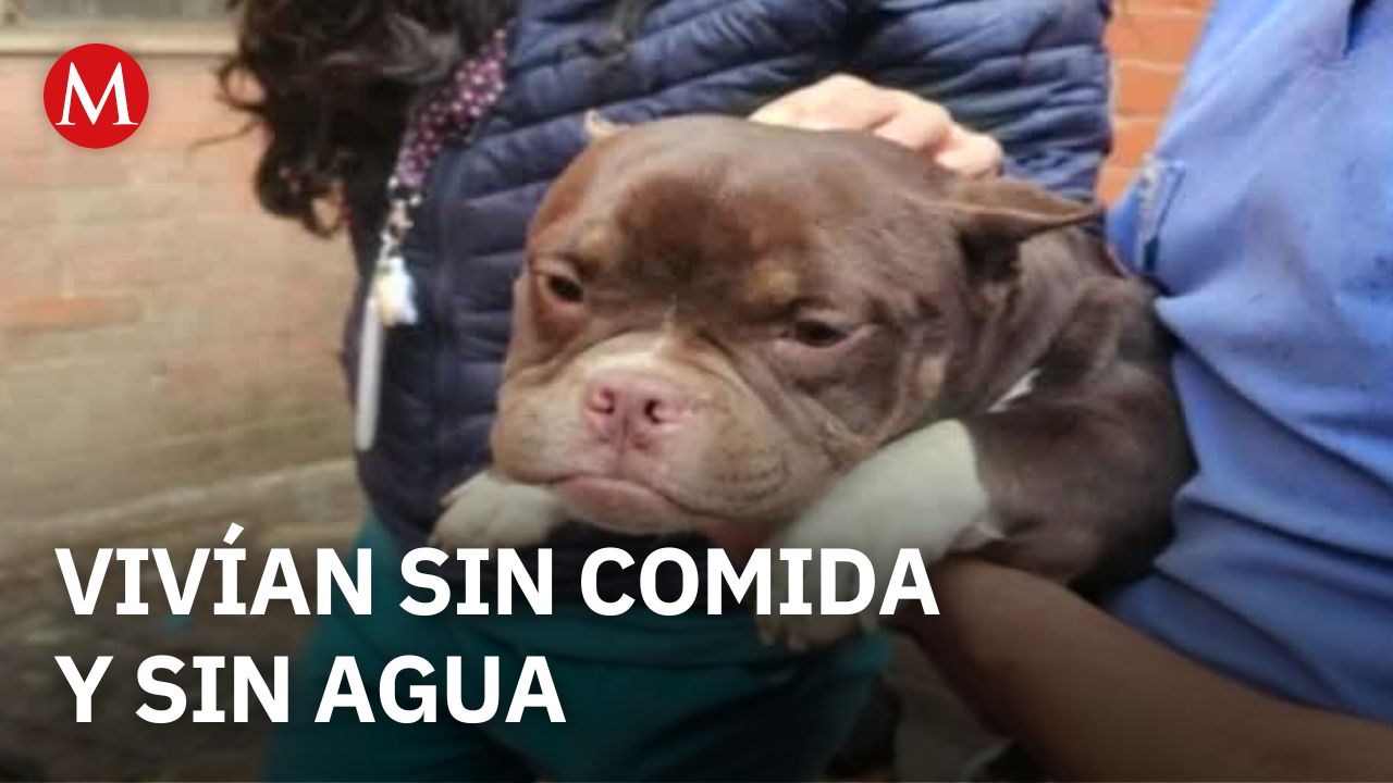¿Qué revela el rescate de 11 perros en Cuautitlán Izcalli? La impactante realidad del maltrato animal