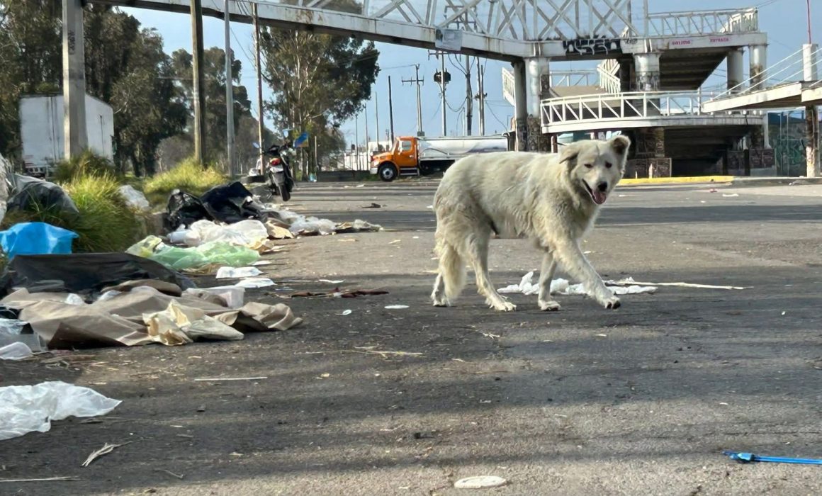 ¿Qué revela el tiradero clandestino junto al Mercado Palmillas en Toluca? La verdad que debes conocer