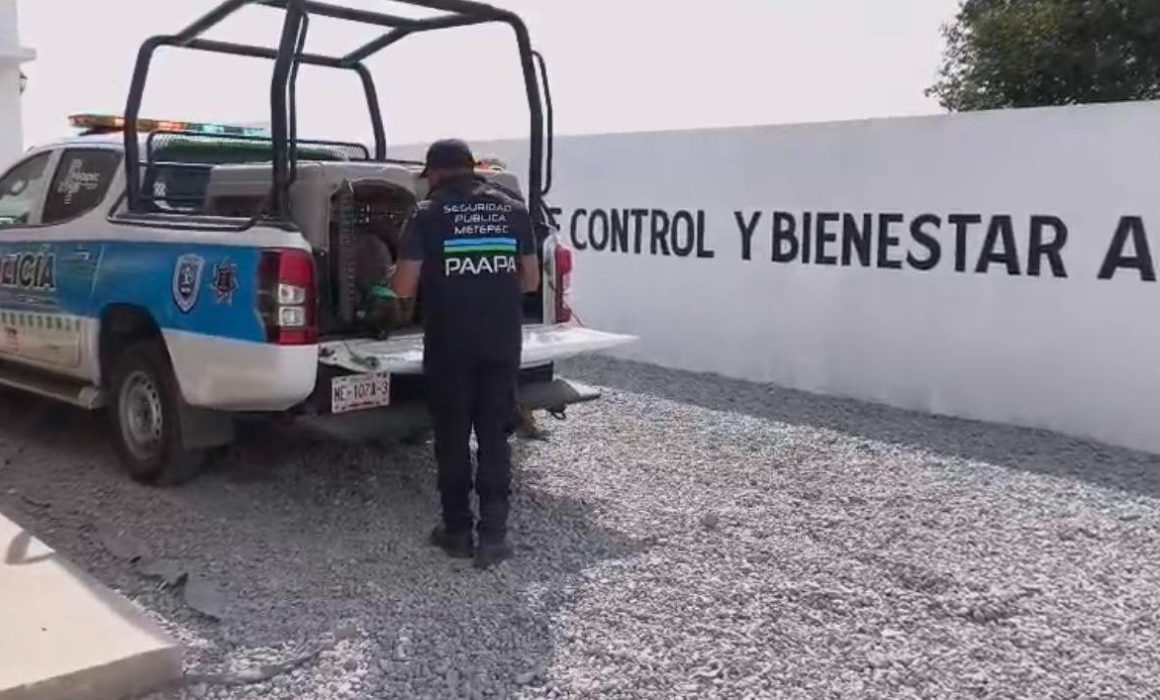 ¿Qué sucede cuando las autoridades rescatan a un perrito abandonado en la azotea de Metepec? La historia que te impactará