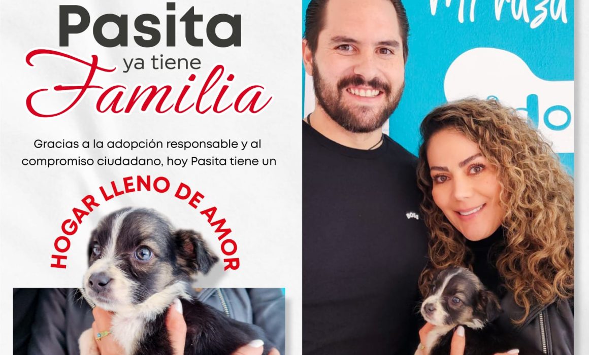 ¡Récord en Toluca! 110 animales encontraron un hogar en 2025 gracias a la adopción responsable