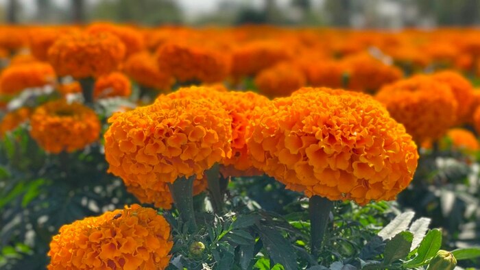 Reciclaje ecológico y cultural: Ideas para dar una segunda vida a las flores de cempasúchil después del Día de Muertos