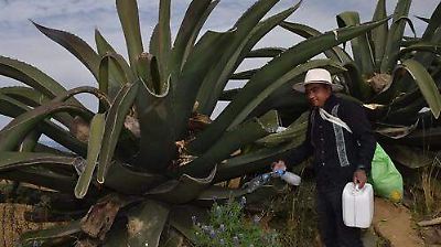 Reconocimiento internacional a los sistemas agrícolas milenarios de Tlaxcala y su impacto en la sostenibilidad mexicana