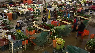 Redadas migratorias y lluvias afectan duramente la exportación de flores en México