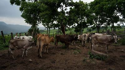 Refuerzan acciones en Veracruz para prevenir la propagación del gusano barrenador del ganado