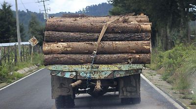 Reglamento sobre productos libres de deforestación, de la UE, clasifica a México como país de “riesgo estándar”