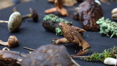 Renovada importancia de los hongos en la salud, gastronomía y cultura de México