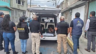 Rescatan a 36 perros en condiciones insalubres en Metepec; están en proceso de recuperación