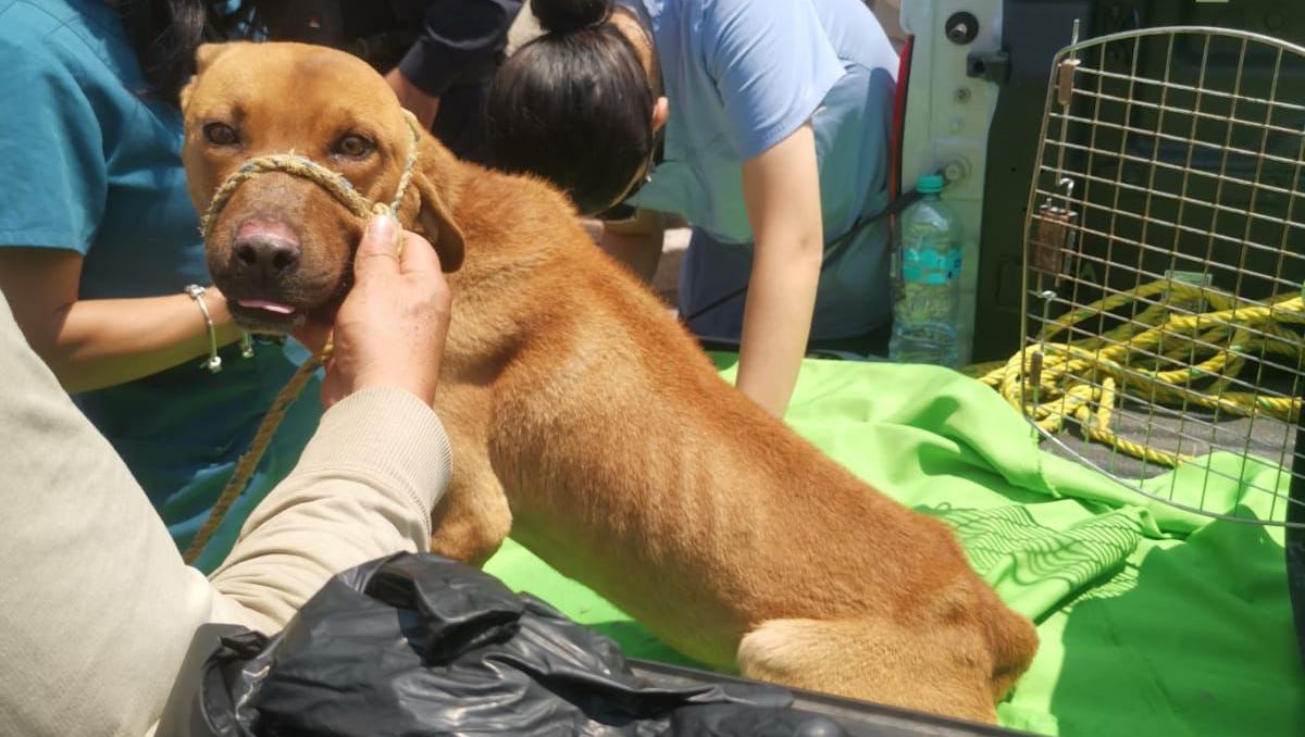 Rescatan a 3 perros maltratados en Toluca; presentaban desnutrición