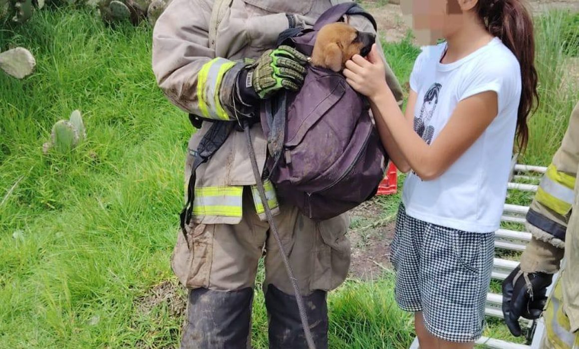 Rescatan a cachorro de dos meses de caer en un pozo en Metepec