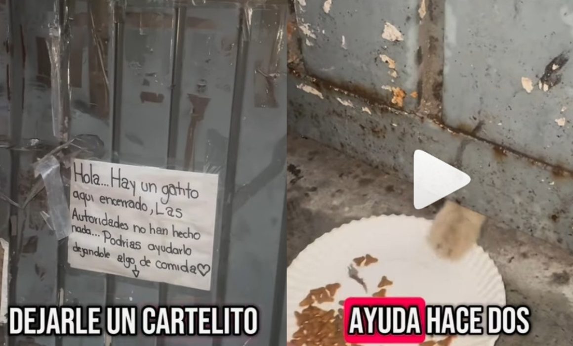 Rescatan a gatito atrapado en bodega clausurada en Ecatepec tras denuncia vecinal