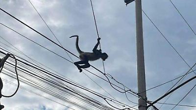 Rescatan a mono capuchino atrapado entre cables en Chicoloapan