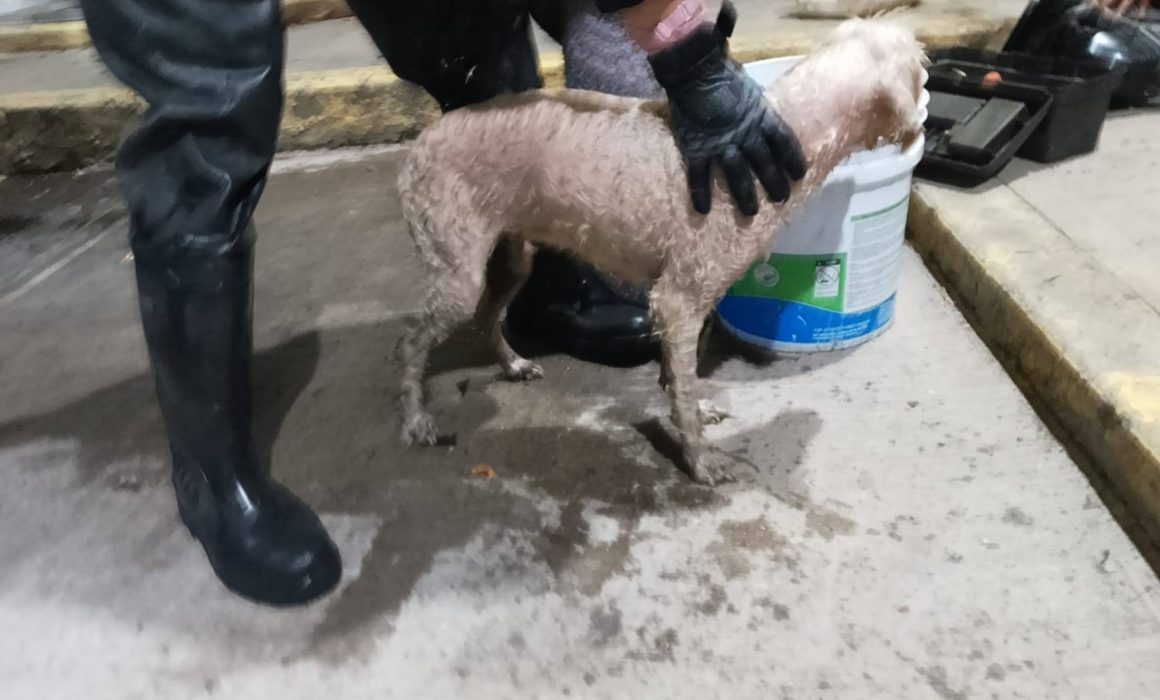 Rescatan a perrita atrapada en canal de aguas negras en Ecatepec