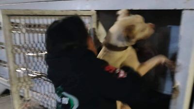 Rescatan a perro en estado de abandono en Ixtapaluca; presenta tumores y desnutrición