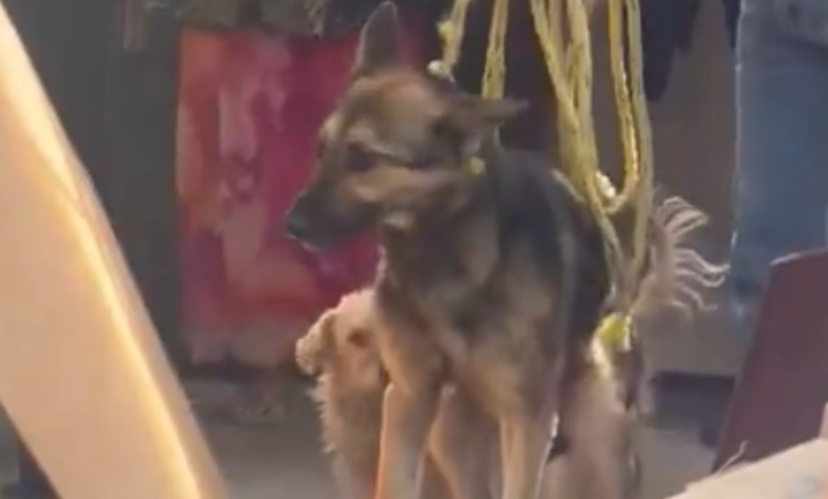 Rescatan a perro maltratado en Naucalpan tras ser abandonado por criadero