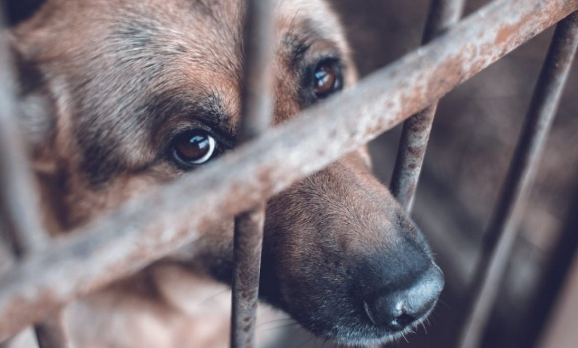 Rescatan a perros maltratados en vivienda de Ecatepec tras denuncia ciudadana y presión en redes sociales