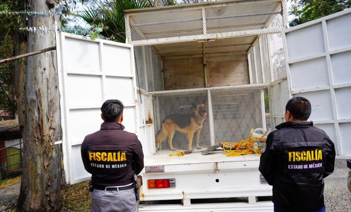 Rescatan a tres perros víctimas de maltrato en Cuautitlán Izcalli, ¡están a salvo!
