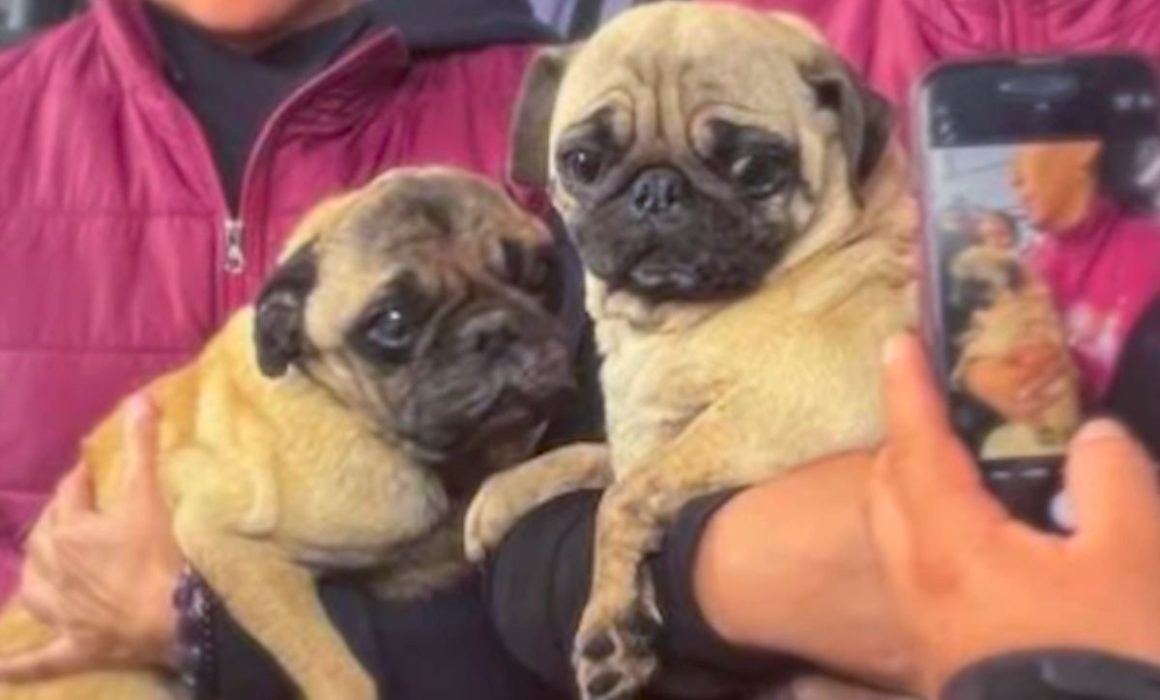 Rescatan a tres pugs en operativo contra criaderos clandestinos en Naucalpan