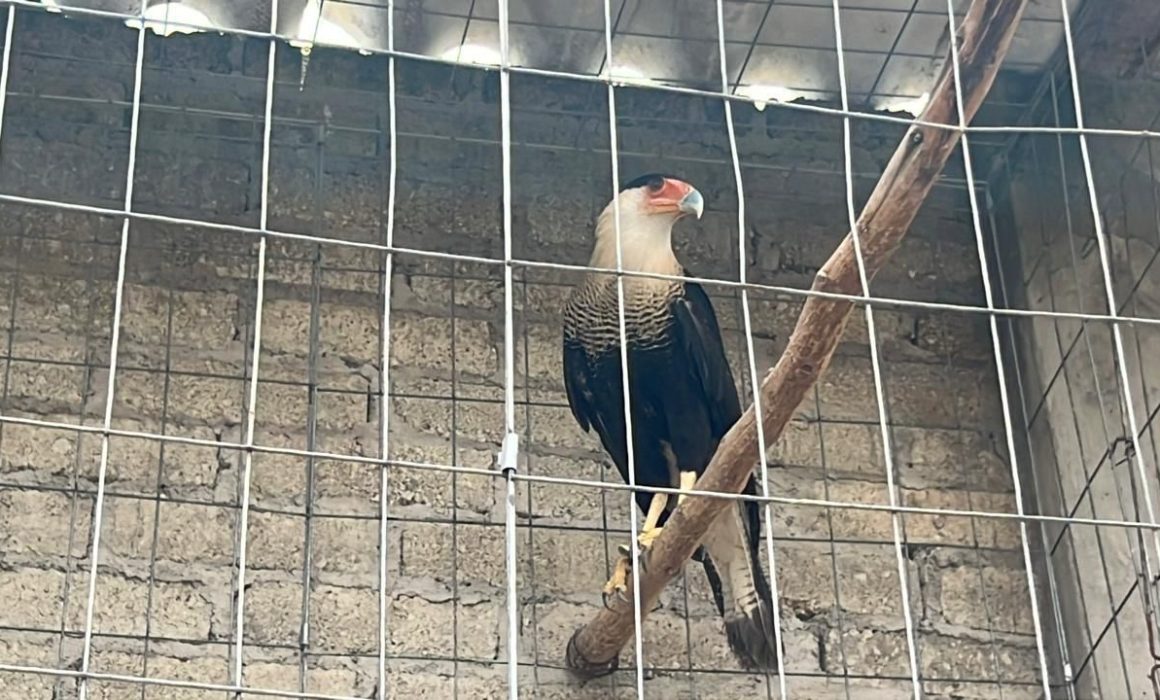 Rescatan aves y desalojan criadero ilegal en Atizapán de Zaragoza
