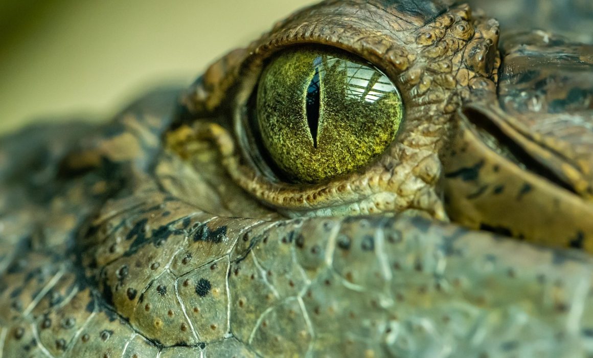 Rescatan cocodrilo en calles de Cuautitlán Izcalli: posible escape desde la Laguna de La Piedad