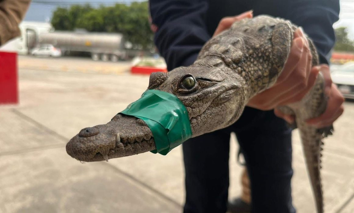 Rescatan cocodrilo en vivienda de Cuautitlán Izcalli; alertan sobre tenencia ilegal de fauna exótica