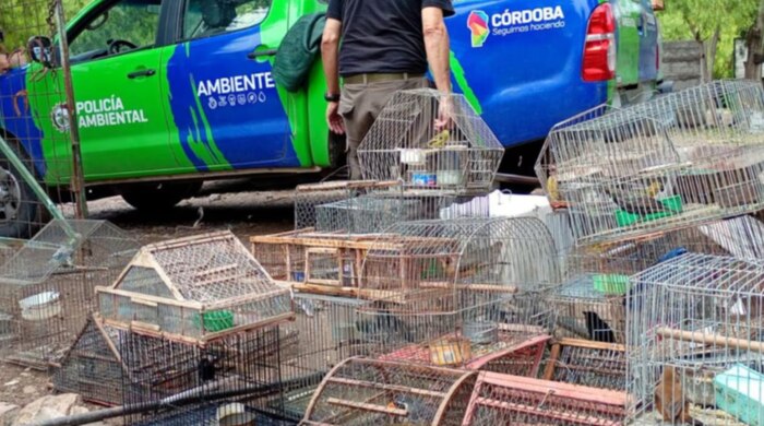 Rescatan en Córdoba a más de 40 animales silvestres en viviendas particulares y liberan a varios en hábitats naturales