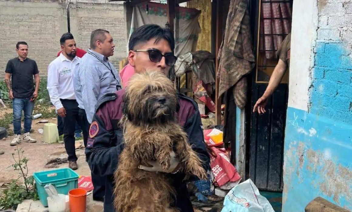 Rescatan en Chimalhuacán a 32 animales en condiciones de maltrato y detienen a un sospechoso