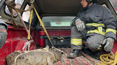 Rescatan en Cuautitlán Izcalli a cocodrilo que caminaba por calles de Ampliación Santa Rosa