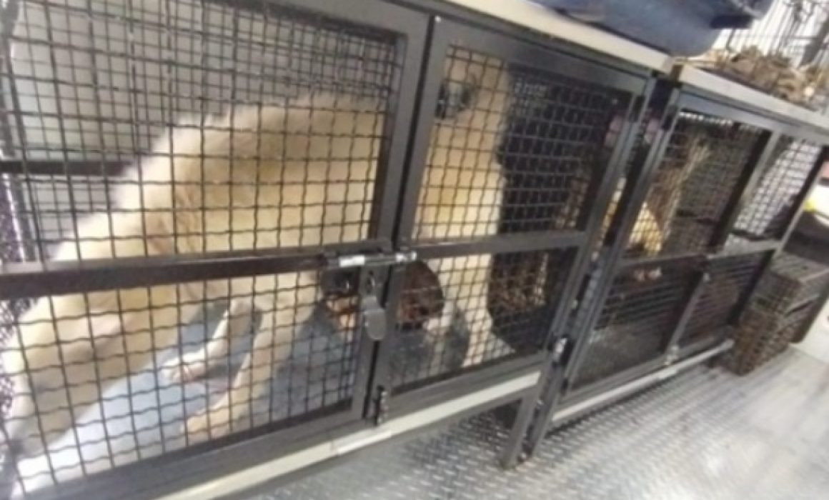 Rescatan en Ecatepec a 29 animales víctimas de maltrato en vivienda particular