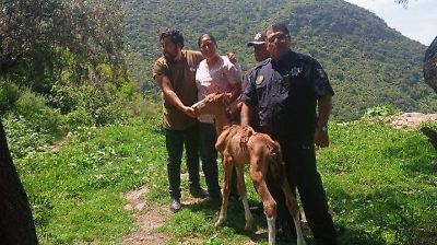 Rescatan en Ecatepec a potrillo recién nacido abandonado en la Sierra de Guadalupe