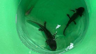 Rescatan en Ixtapaluca a cuatro ajolotes en venta ilegal y los entregan a Profepa