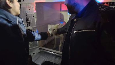 Rescatan en Ixtapaluca a dos perros por presunto caso de abuso sexual y maltrato