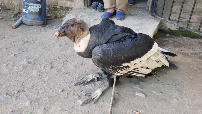 Rescatan en Mendoza a un cóndor andino caído en un techo, en situación de emergencia