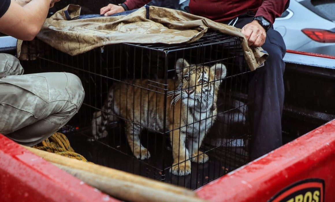 Rescatan en Naucalpan a cachorro de tigre de Bengala y llaman a denunciar abusos a la fauna silvestre